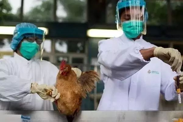 火狐电竞:最新禽流感进入高发期重庆人最关心的问题都在这里（内有红头文件）